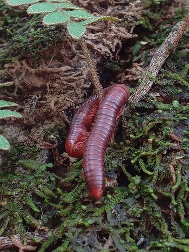 Rusty Millipede