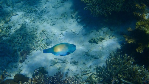 Chlorurus spilurus