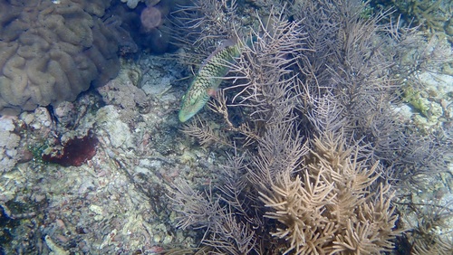 Oxycheilinus digramma