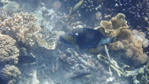 Balistoides viridescens