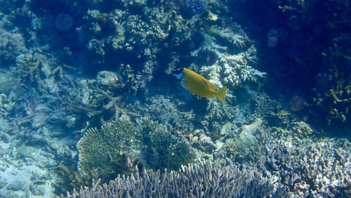 Siganus vulpinus