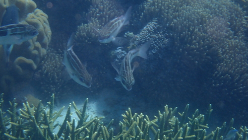 Scolopsis lineata