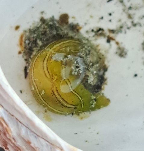 Phyllaplysia taylori