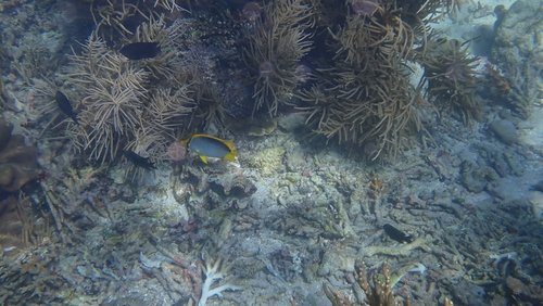Chaetodon melannotus