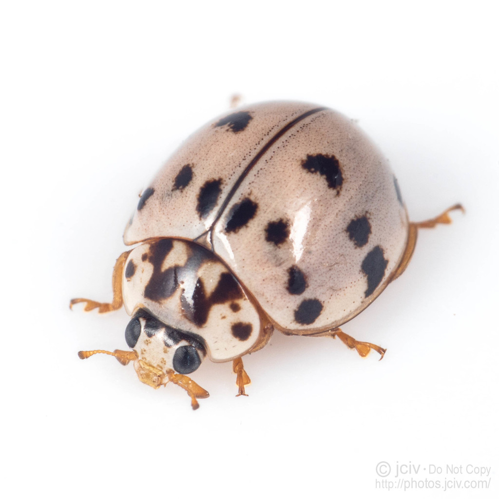 Ashy Gray Lady Beetle Olla v nigrum iNaturalist