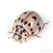 Ashy Gray Lady Beetle - Photo (c) Joseph Connors, all rights reserved, uploaded by Joseph Connors