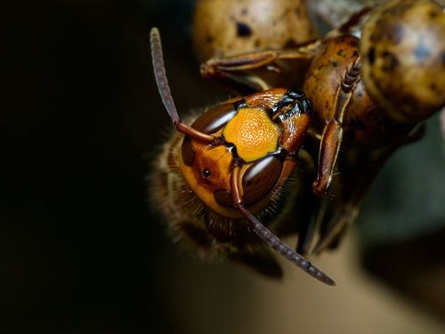 European Hornet
