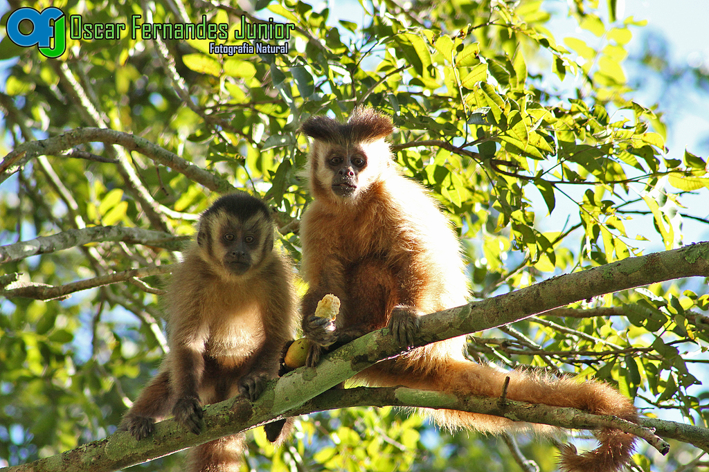 Macaco-prego-do-papo-amarelo (Sapajus cay) · BioDiversity4All