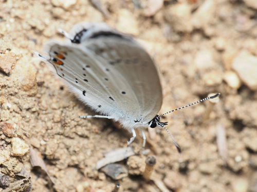 Short-tailed Blue