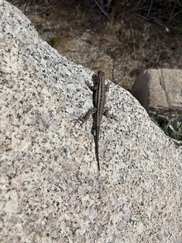 iNaturalist observation photo of Common Sagebrush Lizard