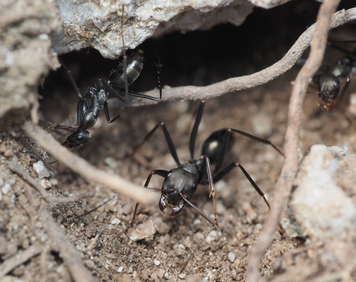 Cataglyphis aenescens