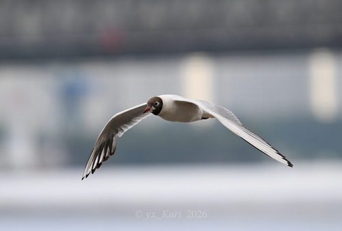 Black-headed Gull