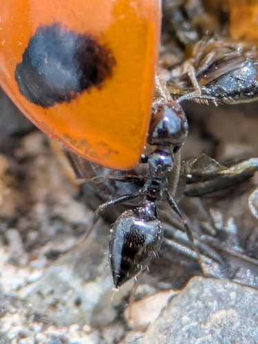 Crematogaster nawai