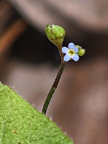 Cucumber-herb