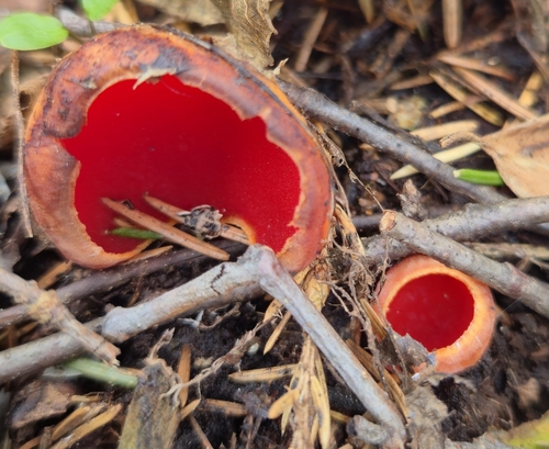 Scarlet Elfcup