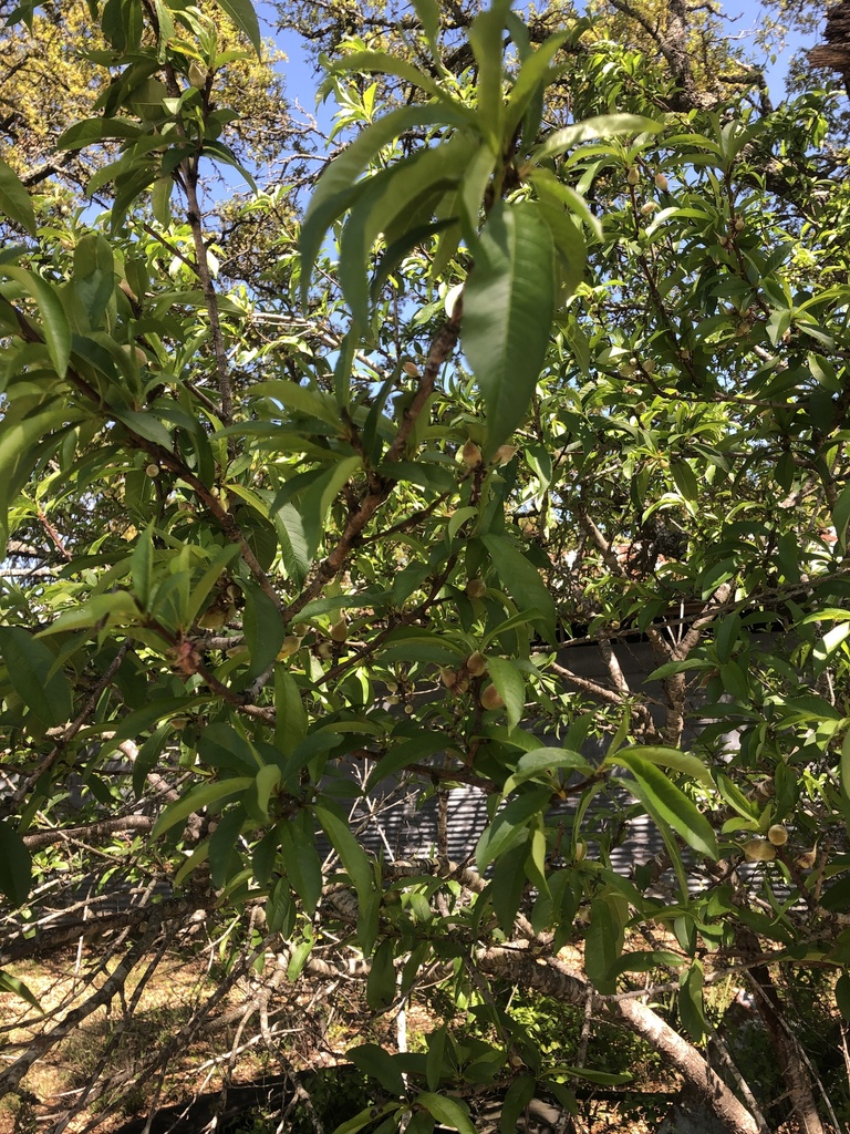 Durazno (Prunus persica) · NaturaLista Mexico