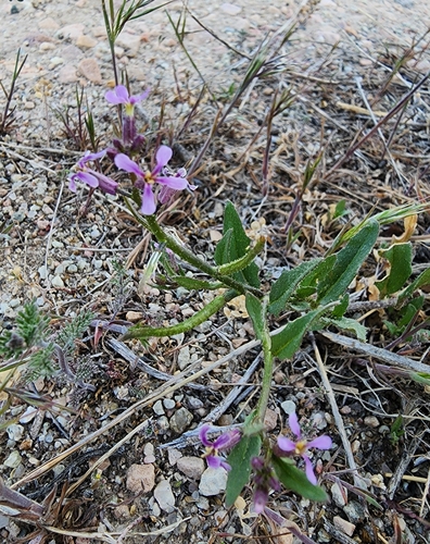 crossflower