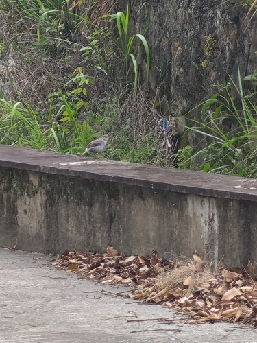 Plumbeous Water Redstart