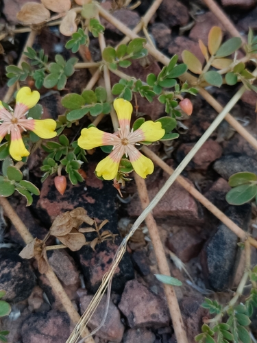 Tribulopis bicolor