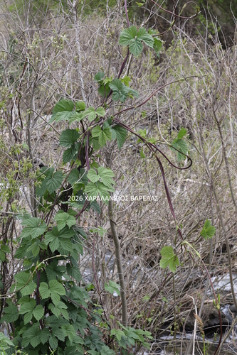 common hops