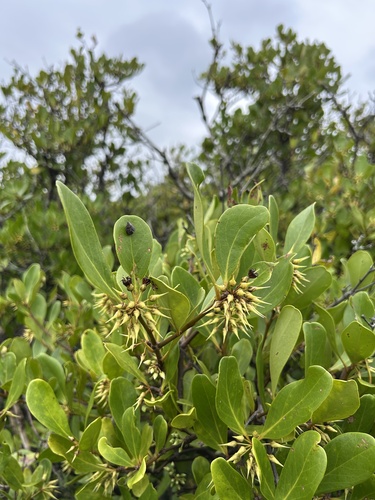 river mangrove