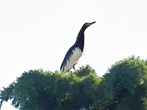 Chinese Pond-Heron