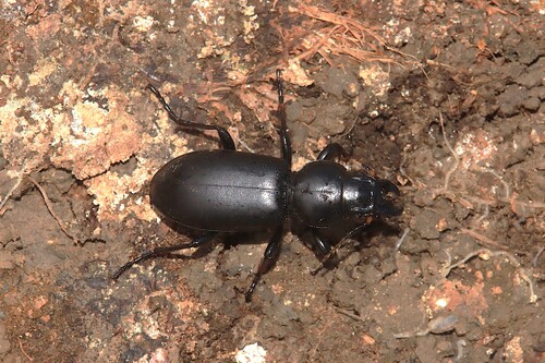 Broscus politus