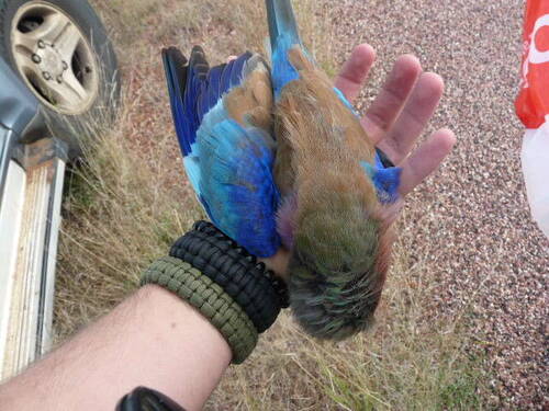 Lilac-breasted Roller