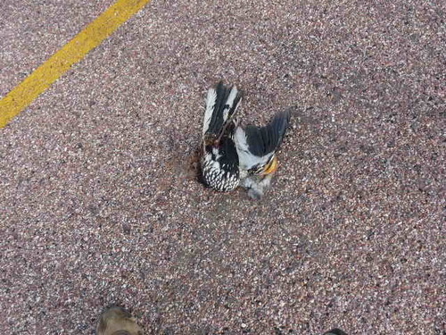 Southern Yellow-billed Hornbill