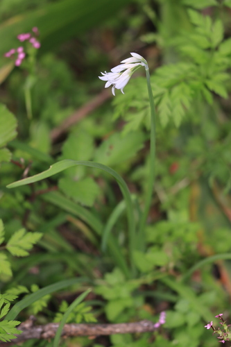 Three-cornered garlic
