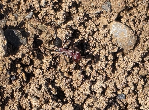 Nodal Desert Ant