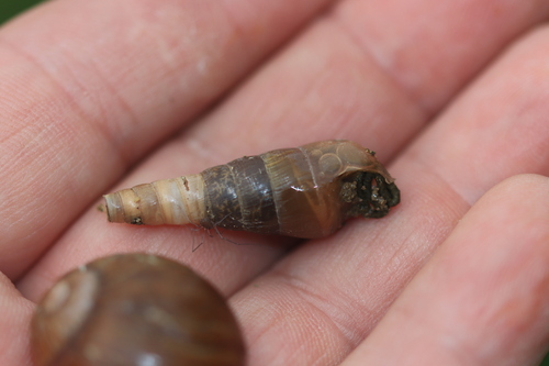 Decollate Snail