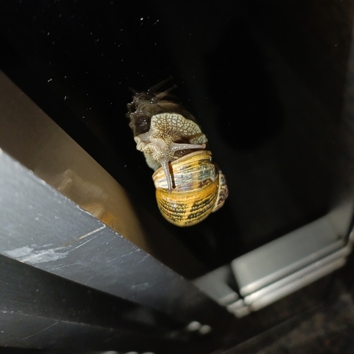 Cornu aspersum