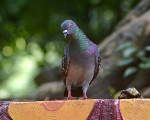 Feral Pigeon