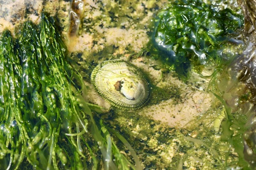 Siphonaria pectinata