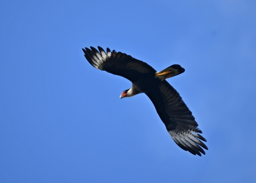 Crested Caracara