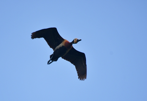 White-faced Whistling-Duck