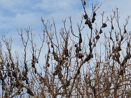 Straw-coloured Fruit Bat