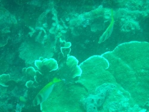 Siganus virgatus