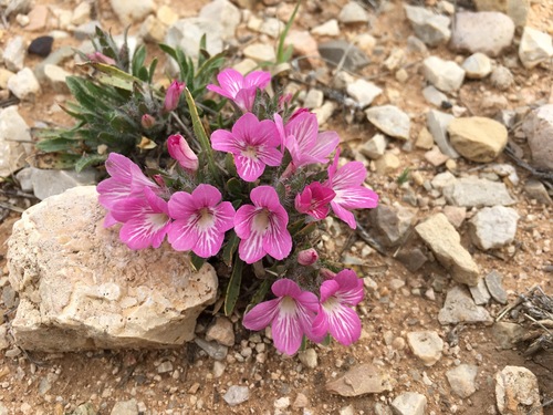 early shaggytuft (Stenandrium barbatum)