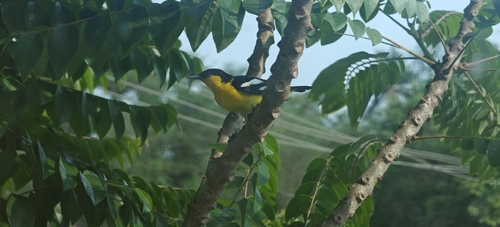 Common Iora