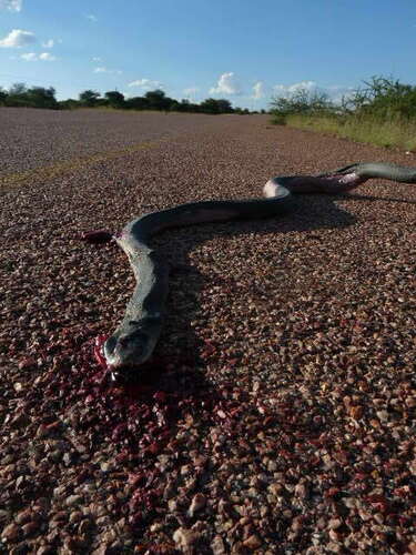 Black Mamba