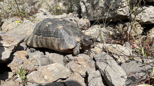 Testudo marginata