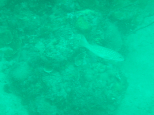 Plectropomus maculatus
