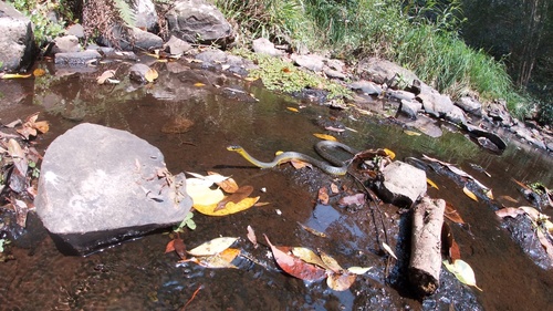 Common Tree Snake sighting