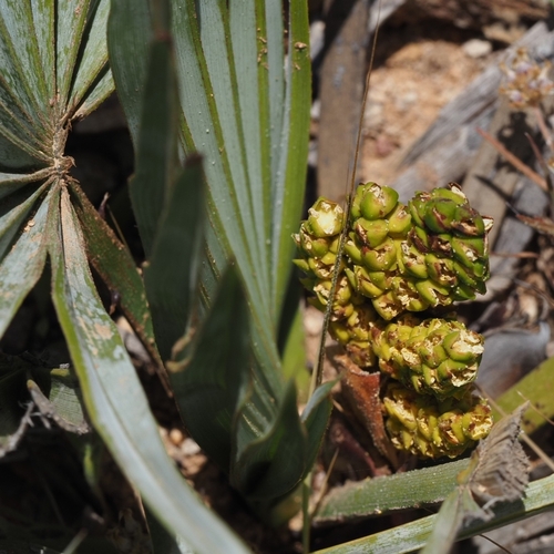 Chamaerops humilis argentea