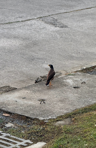 Common Myna