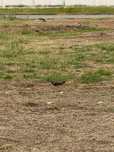 Red-wattled Lapwing