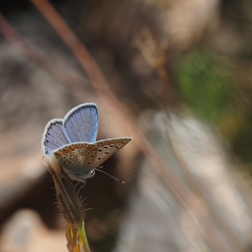 Austaut's Blue