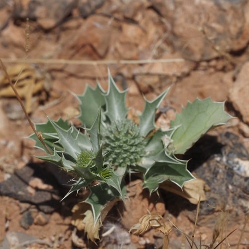 Eryngium ilicifolium